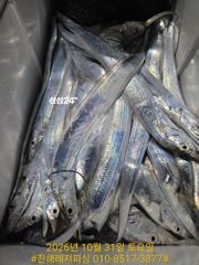 내만칼치ㅡ 역시 씨알좋고 3지4지급으로 손맛굿(일요일 예약가능