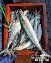 대삼치 우당탕탕 폭발