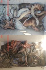 [진해] <<30일 돌문어 다섯분 골고루 씨알 마리수 굳-월.화예약가능>…