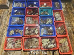 [진해] 윤피싱 쭈꾸미 갑오징어 10월30야간 조황~