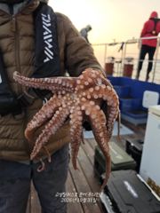 키로급 문어들이 수두룩