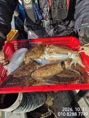 신발짝 갑오징어 ~